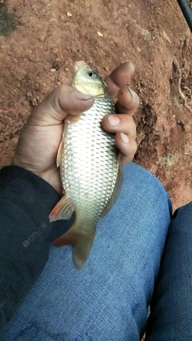 最新黑坑鲤鱼，探索垂钓界的热门话题