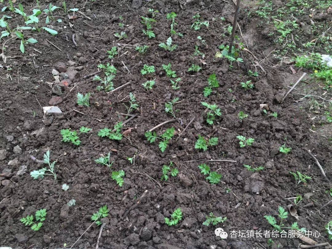 最新观赏植物，探索自然之美与人类智慧的结晶