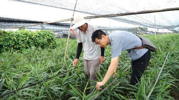 安丘大姜最新，从田间到餐桌的产业升级与品牌塑造