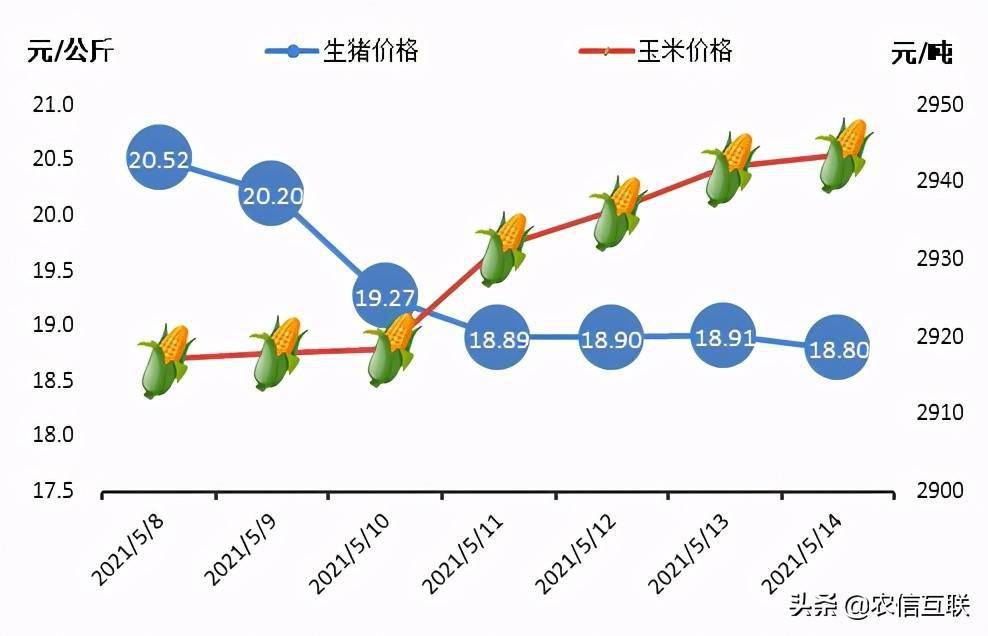 茌平最新猪价，市场趋势、影响因素及未来展望